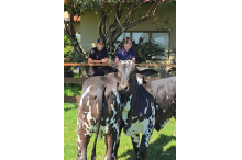 Visita Técnica Nelore Zeus