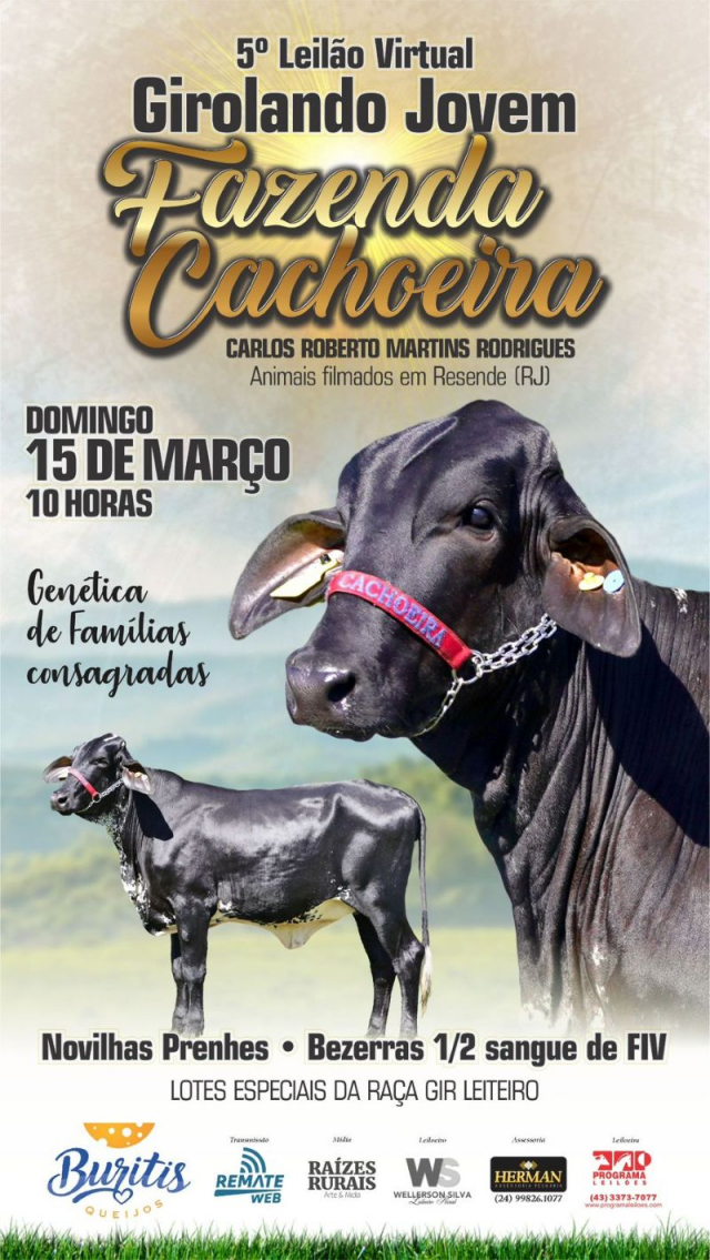 5º Leilão Virtual Girolando Jovem  Fazenda Cachoeira
